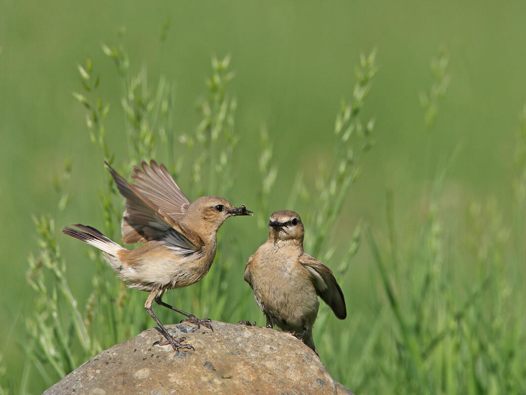 Isabelline Wheatear /Oenanthe isabellina/