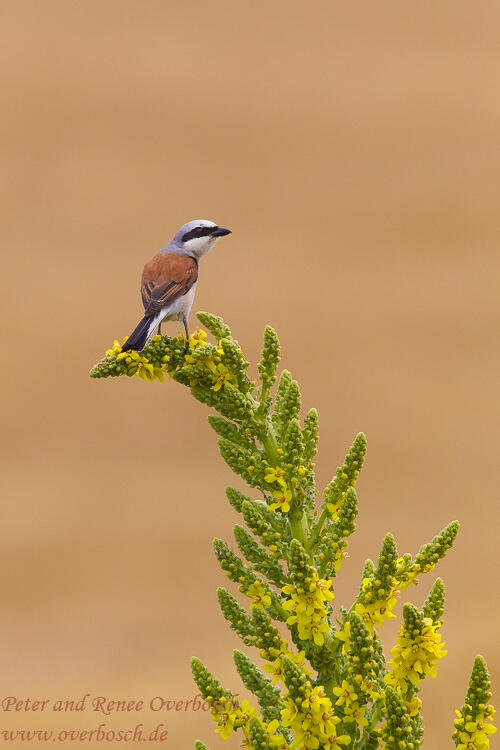 Renee Overbosch, Red-backed Shrike, 