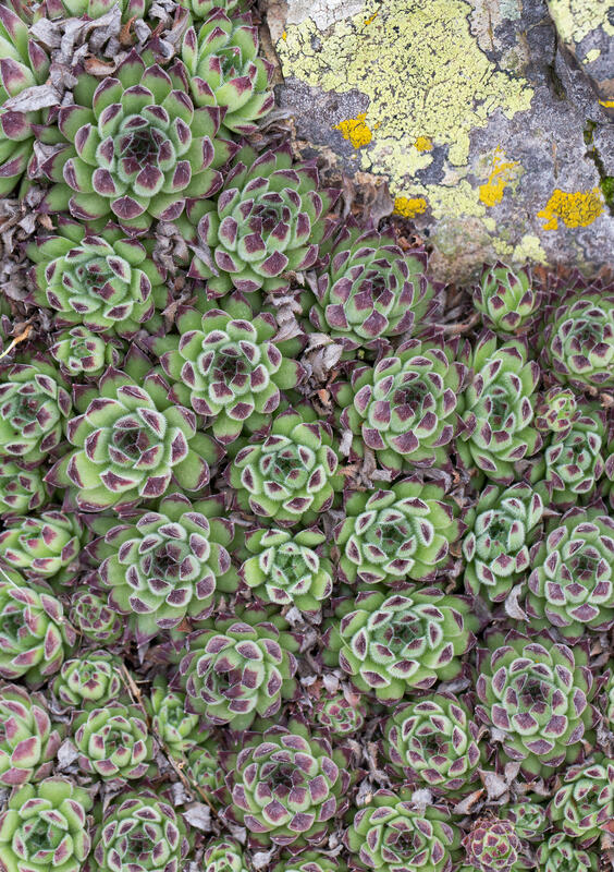 Sempervivum