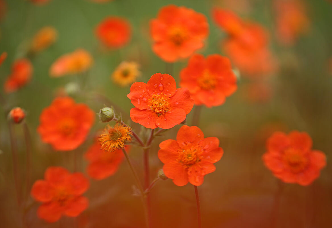 Orange Geum (Geum coccineum Sm.)