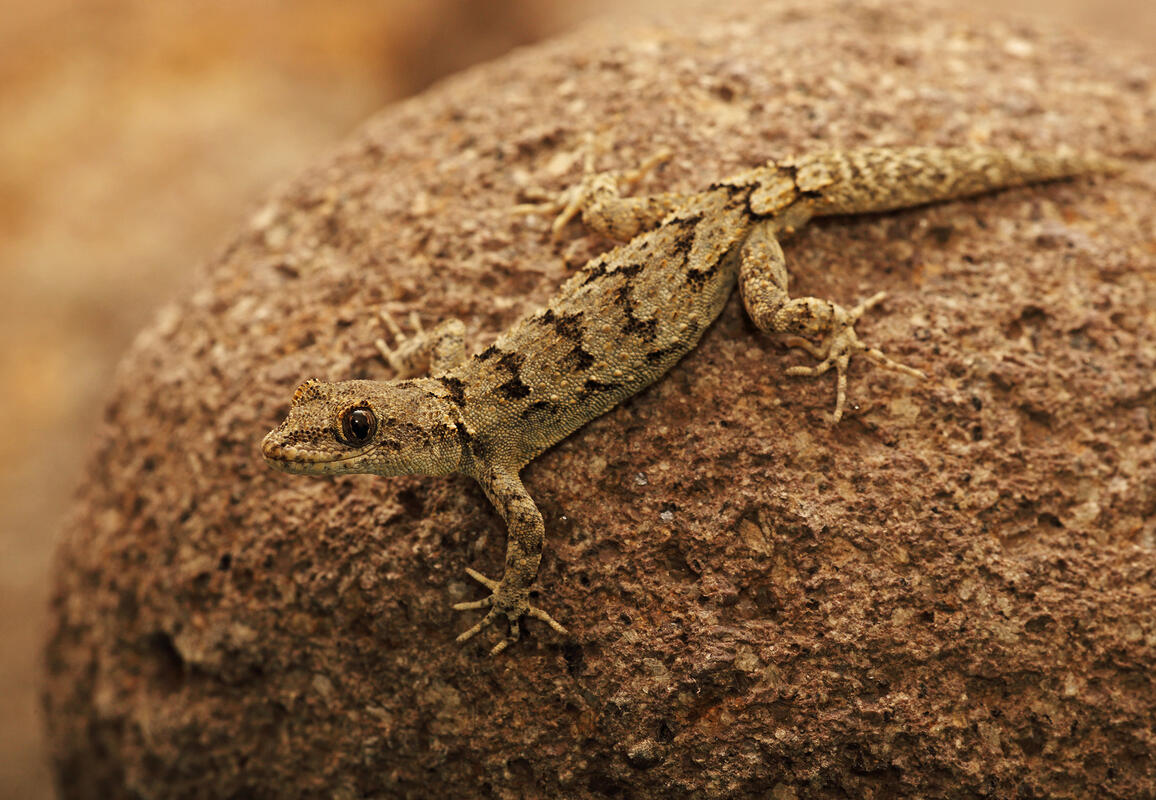 Kotschy's Gecko /Cyrtopodion kotschyi/