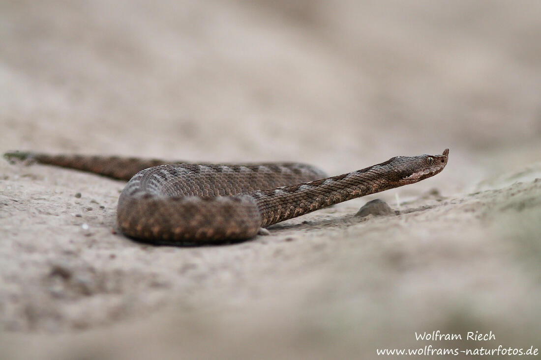 Wolfram Riech, Nose-horned Viper / Vipera ammodytes/
