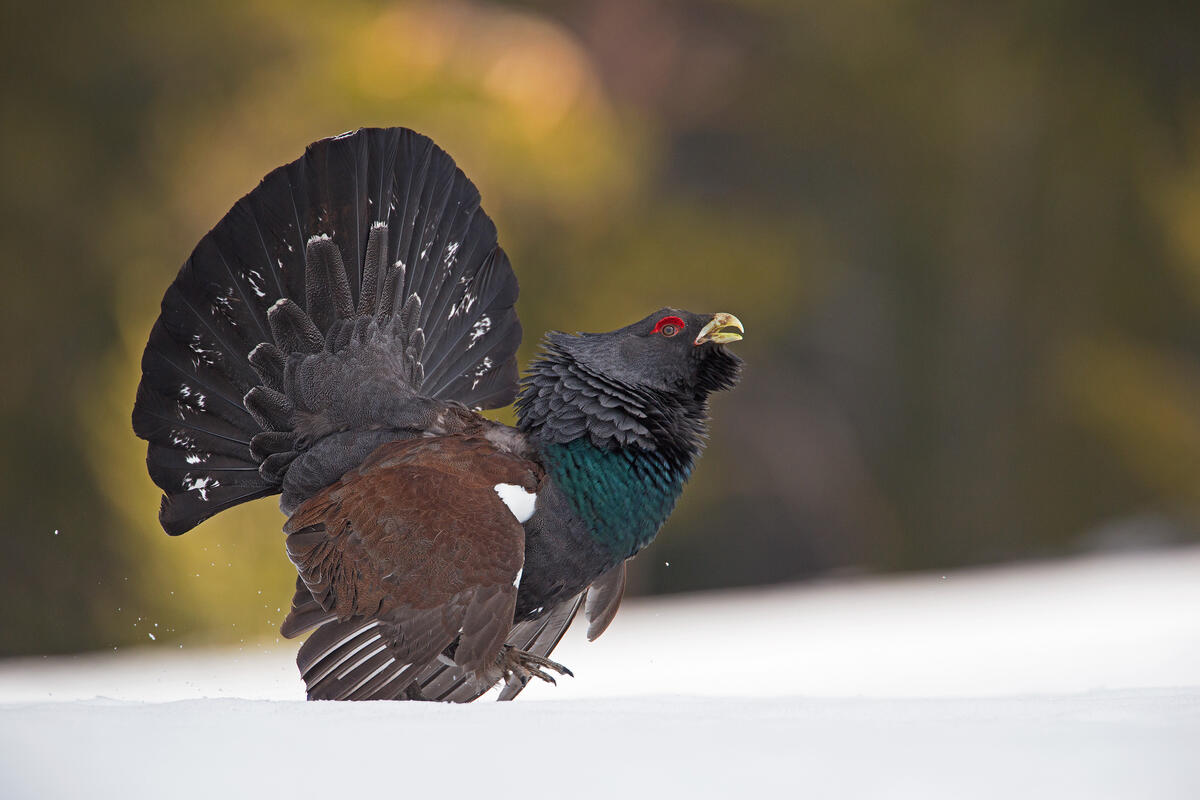 Capercaillie /Tetrao urogallus/