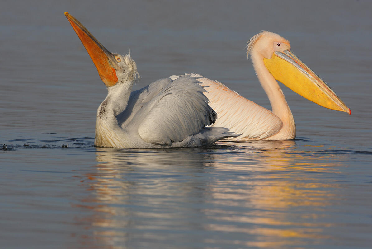 dalmatian and white pelicans