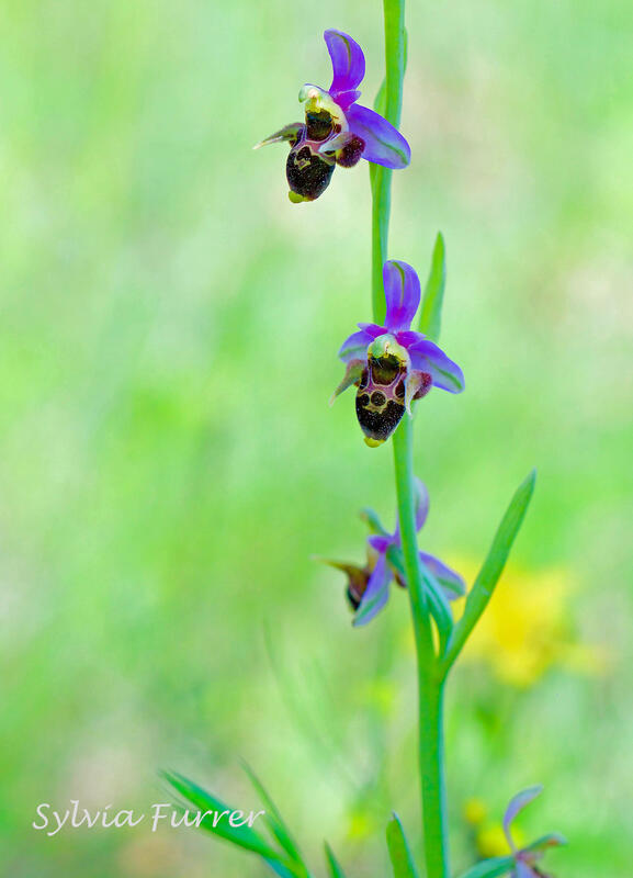 Sylvia Furrer, Ophrys cornuta