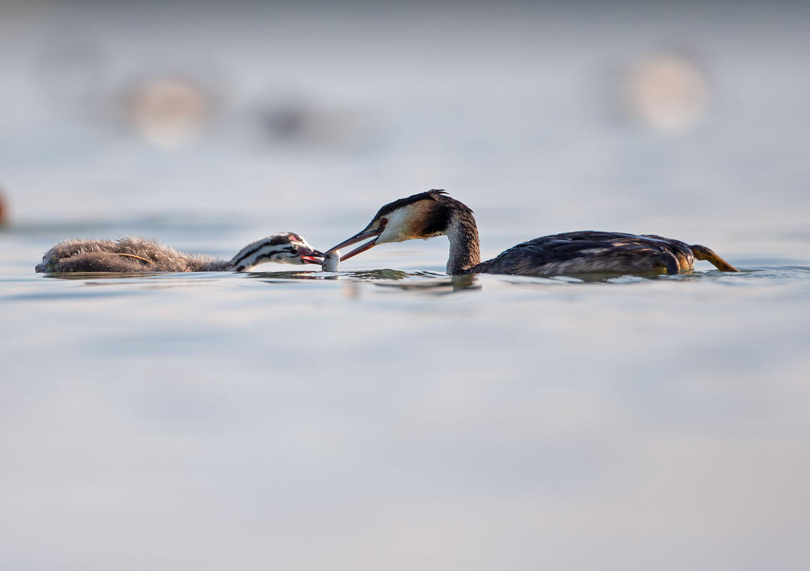 great crested grebe