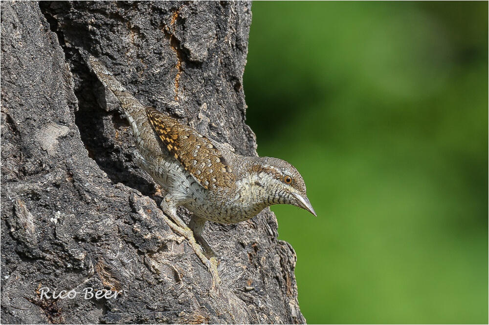 Rico Beer, Wryneck /Jynx torquilla/
