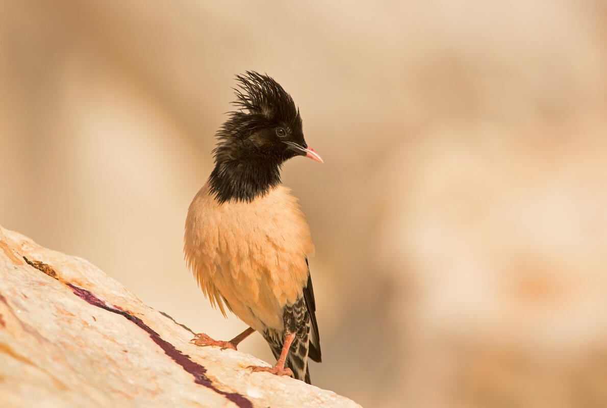 Rose-coloured Starling / Sturnus roseus/