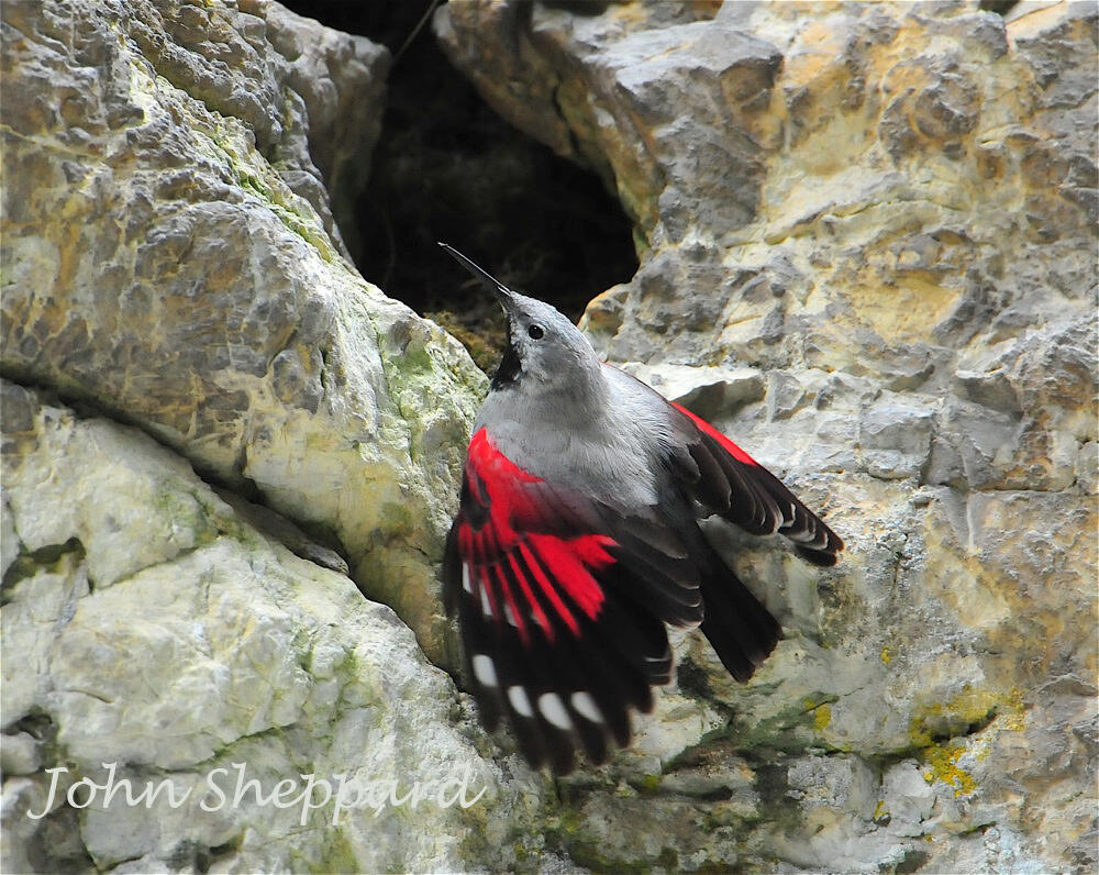 John Sheppard, Wallcreeper 