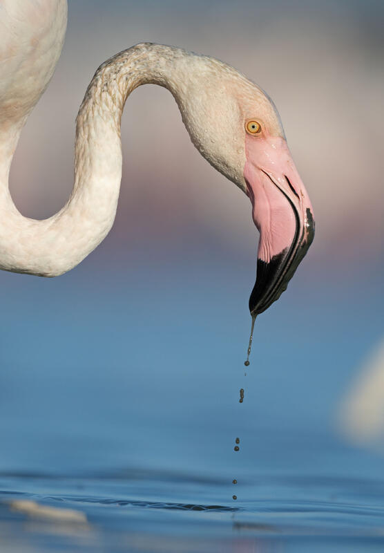 great flamingo