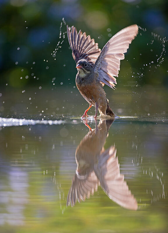ortolan bunting  (Emberiza hortulana