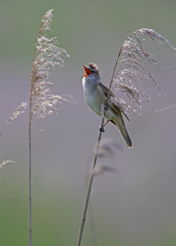 Great Reed Warbler / Acrocephalus arundinaceus/