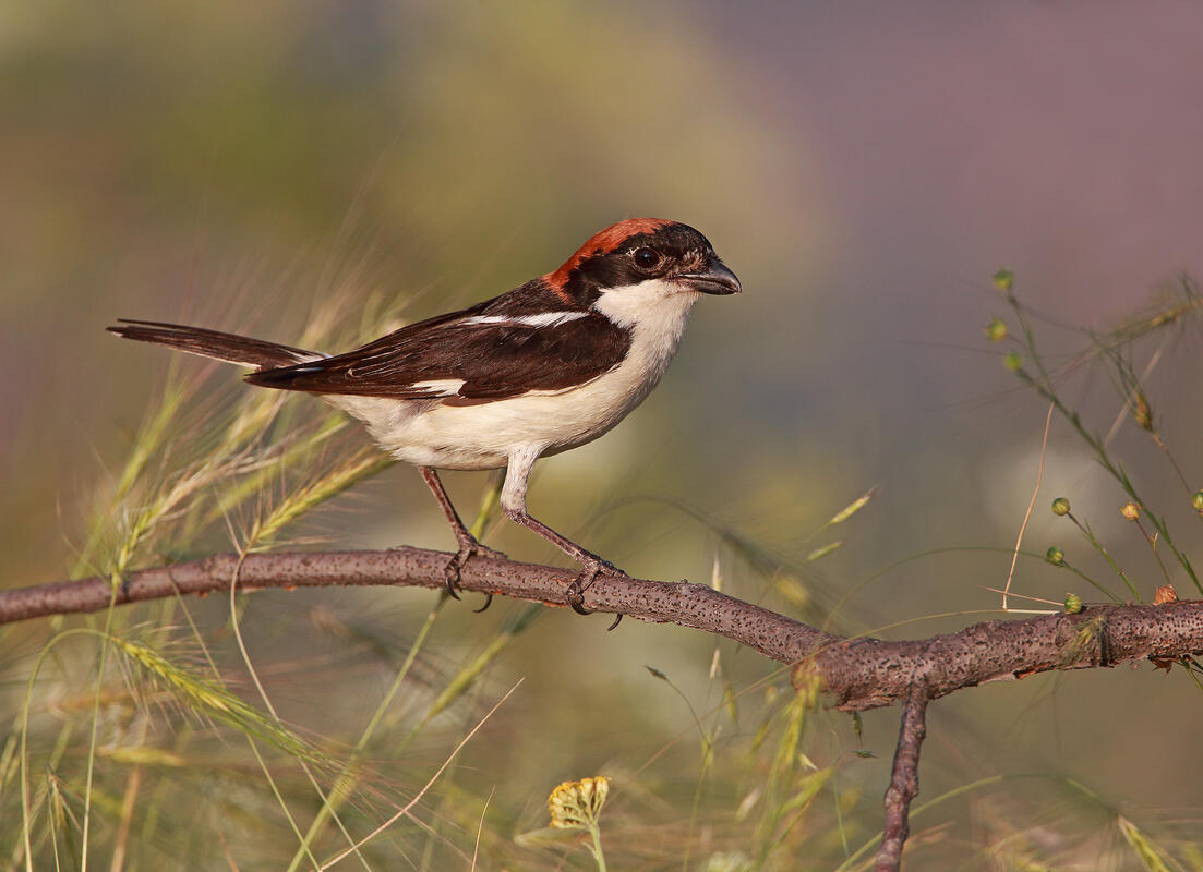 Woodchat Shrike /Lanius senator/