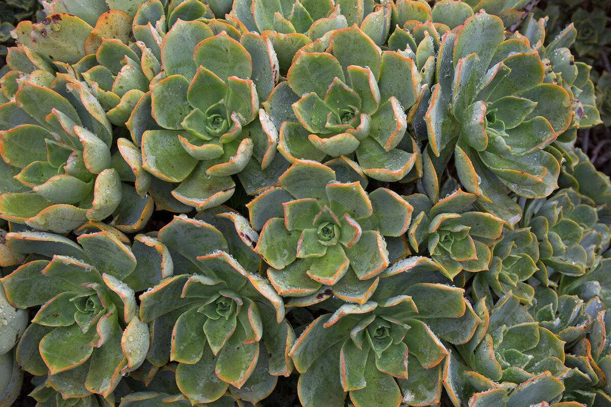 Lanzarote, 