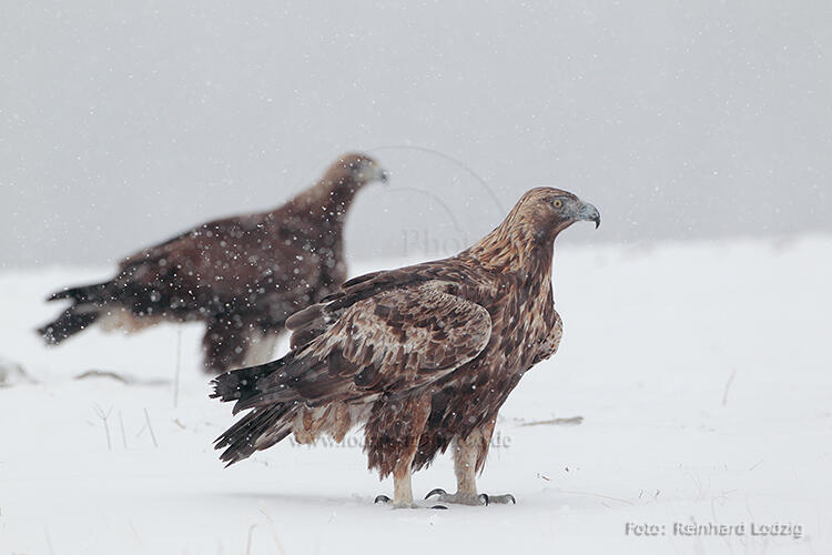 Reinhard Lodzig, Golden eagle