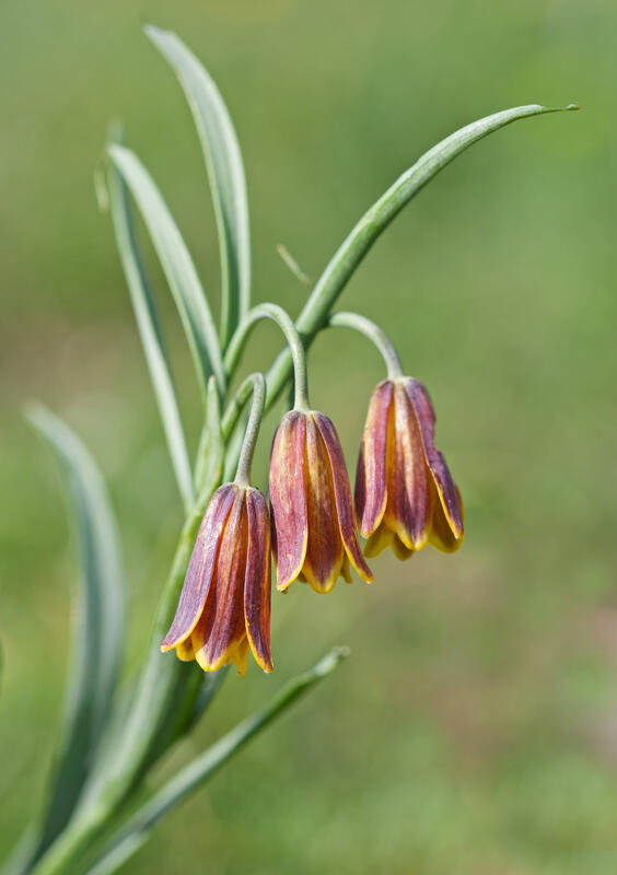 Fritillaria drenovskii