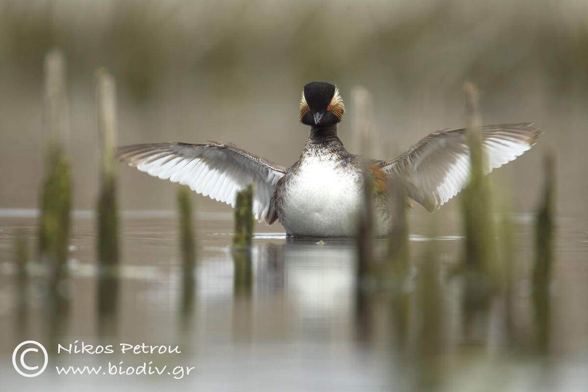 Nikos Petrou, Black-necked Grebe /Podiceps nigricollis /
