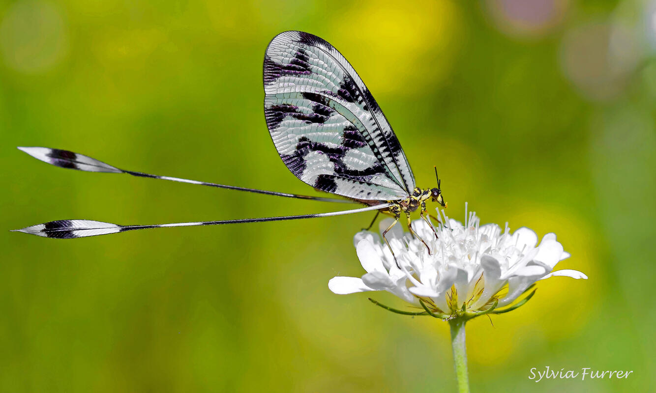 Sylvia Furrer, Nemoptera sinuata