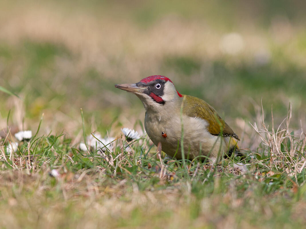 Green Woodpecker /Picus viridis/