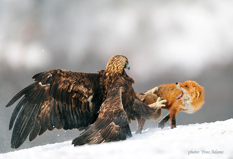 Yves Adams, Golden eagle and Red Fox
