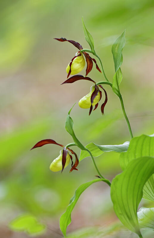 PlantsCypripedium calceolus