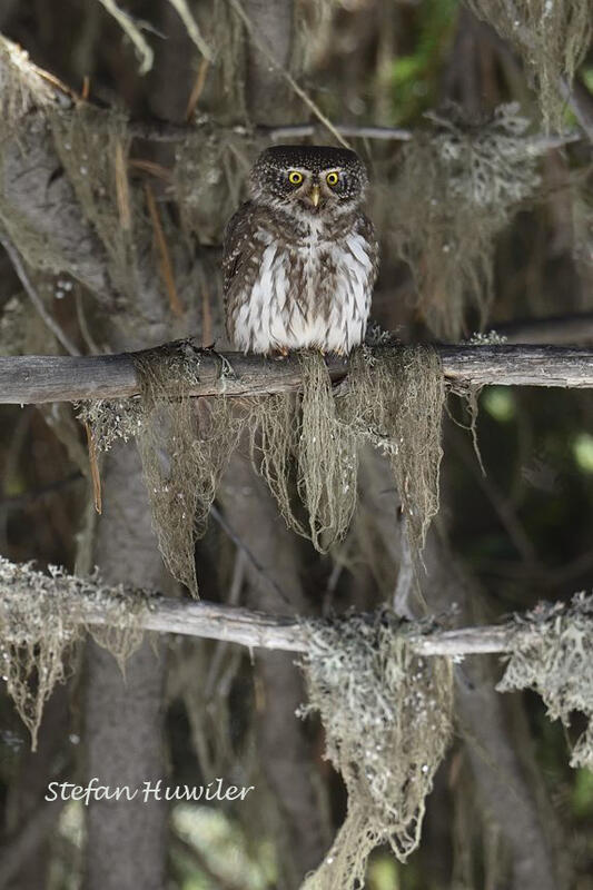 Stefan Huwiler, Pygmy owl