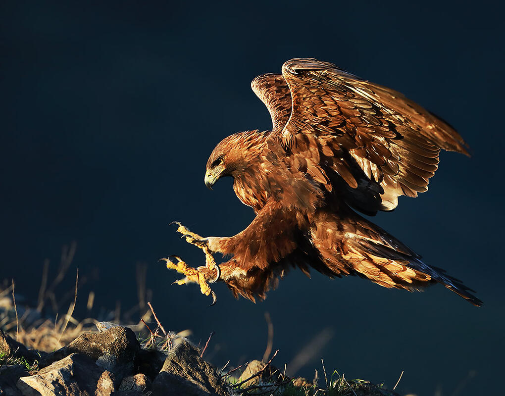 Golden Eagle