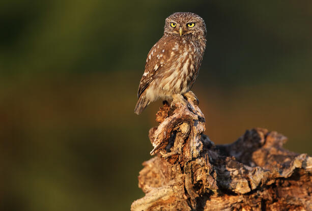 Little owl /Athene noctua