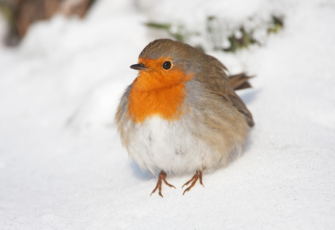 Robin /Erithacus rubecula/