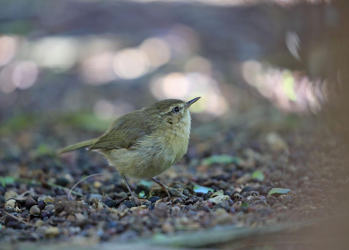 Gran Canaria,Canary Islands Chiffchaff