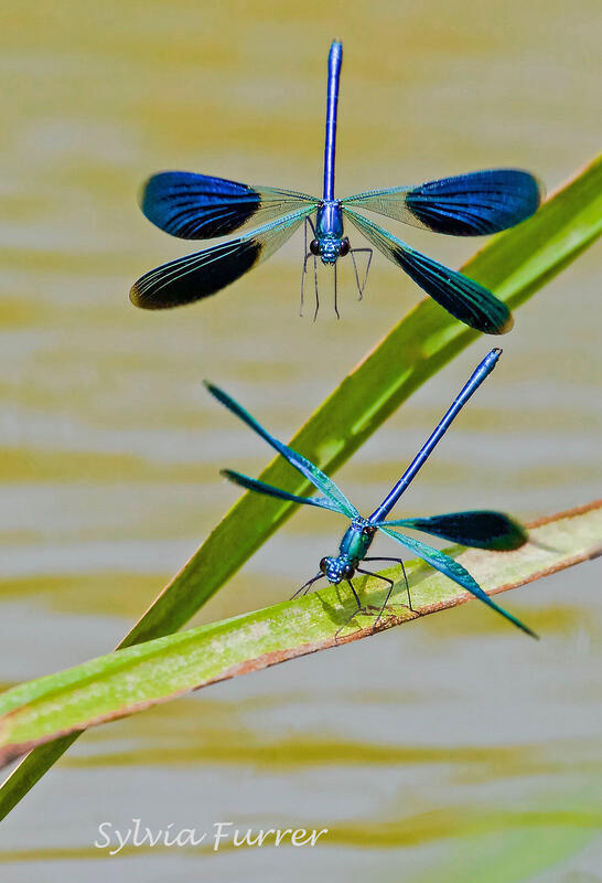 Sylvia Furrer, Banded demoiselle
