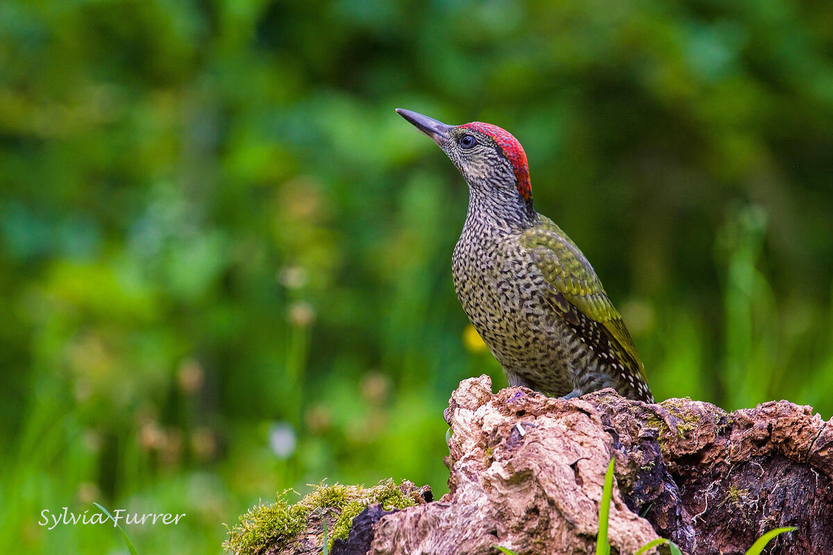 Sylvia Furrer,  young Green Woodpecker /Picus viridis/