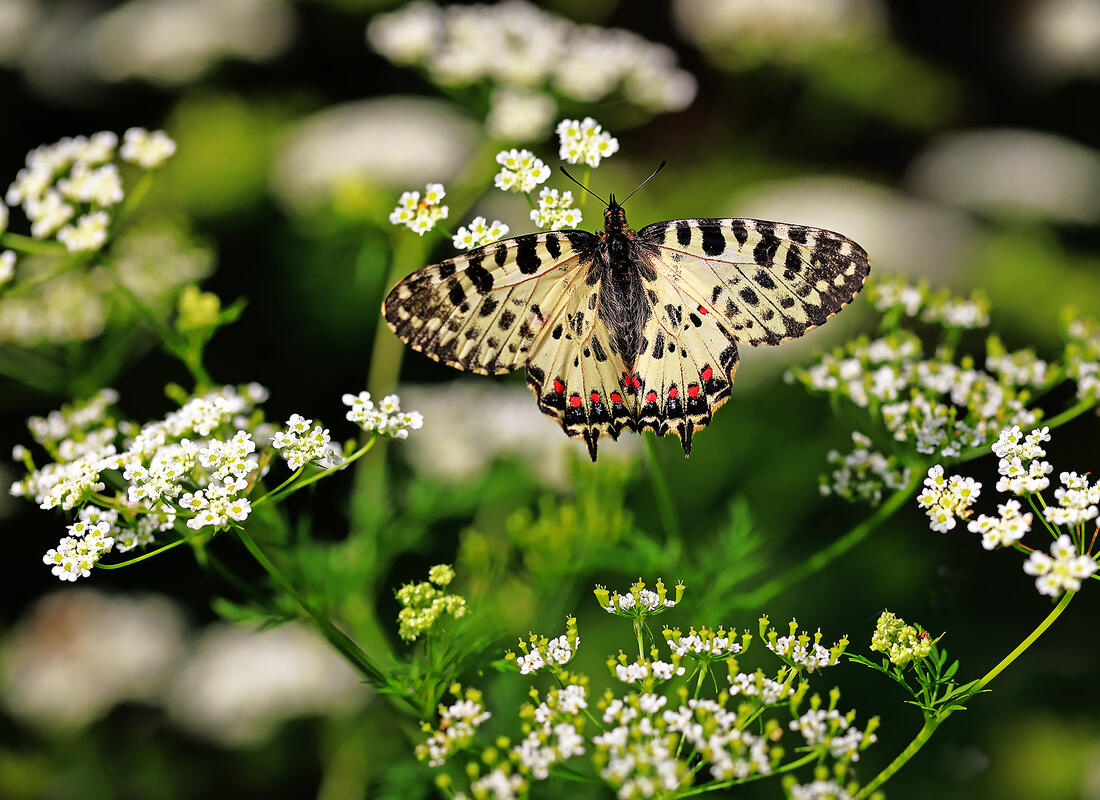 Eastern Festoon   /Zerynthia cerisy/