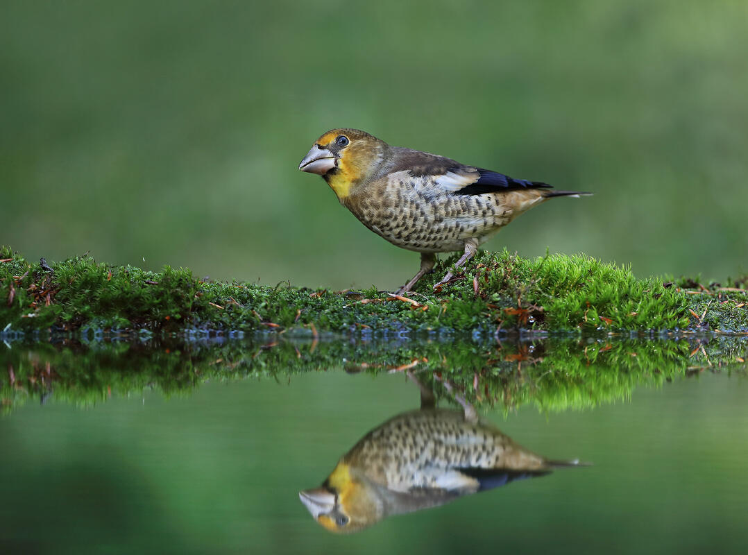 young Hawfinch /Coccothraustes coccothraustes/