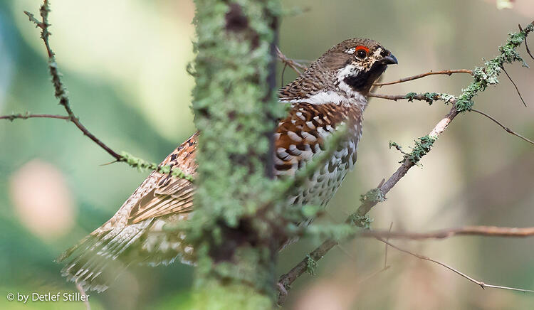 Detlef Stiler  , Hazel grouse