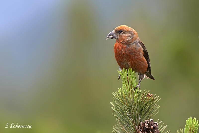 Bernard Schouwey,Common crossbill /Loxia curvirostra /