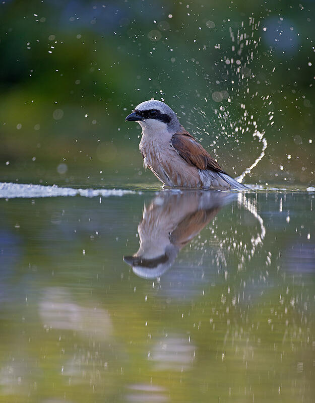 Red-backed shrike 