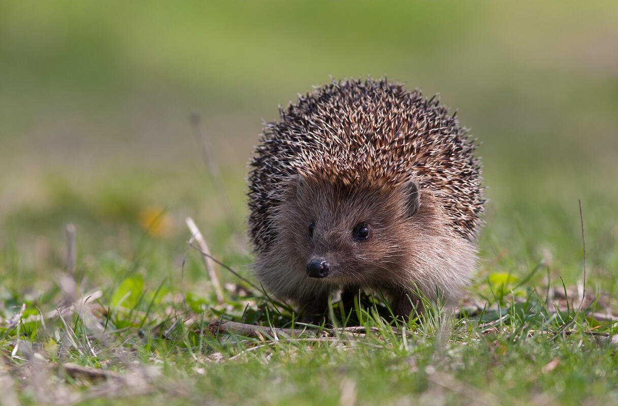 Eastern Hedgehog /Erinaceus concolor/
