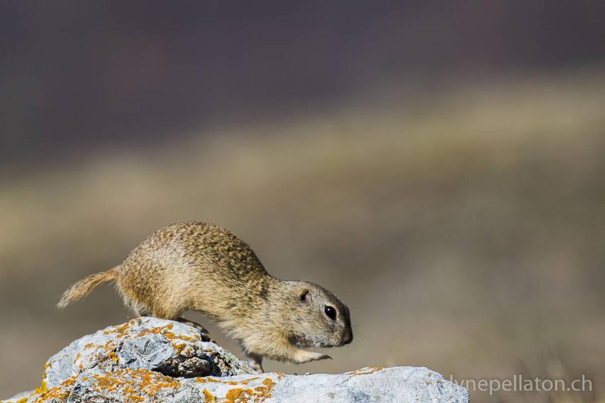 Evelyne Pellaton, European Souslik /Spermophilus citellus/