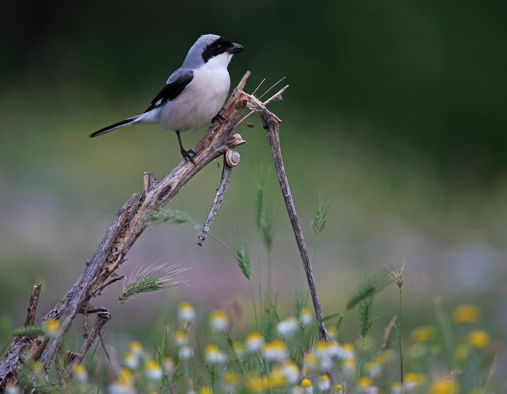Lesser Grey Shrike / Lanius minor/