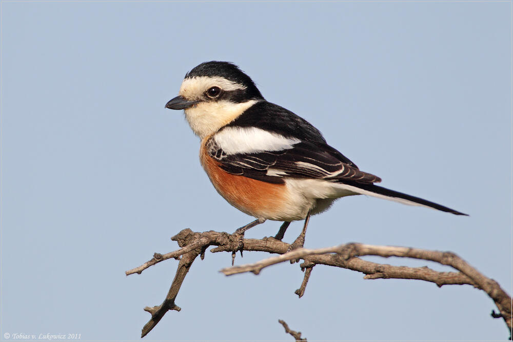 Tobias v. Lukowicz, Masked Shrike /Lanius nubicus/