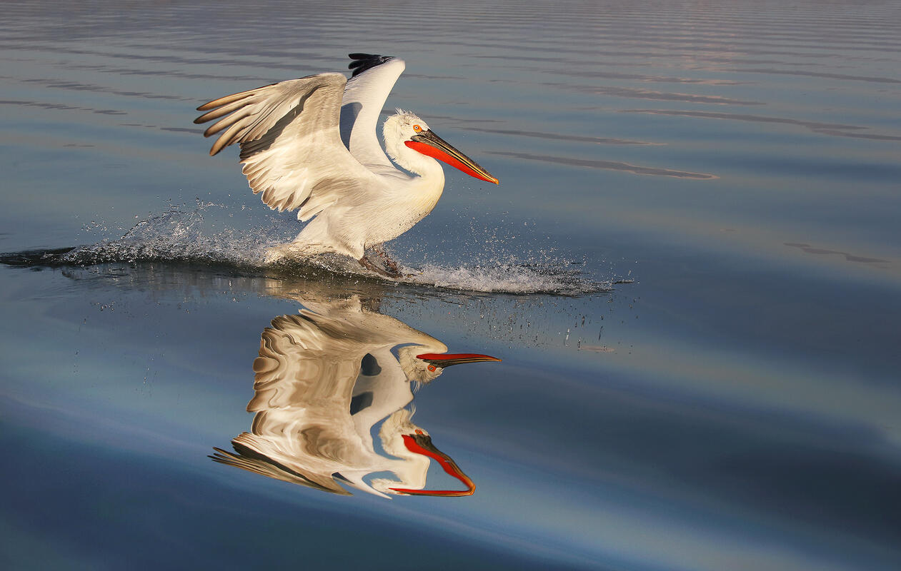 Dalmatian pelican,  Lake Kerkini