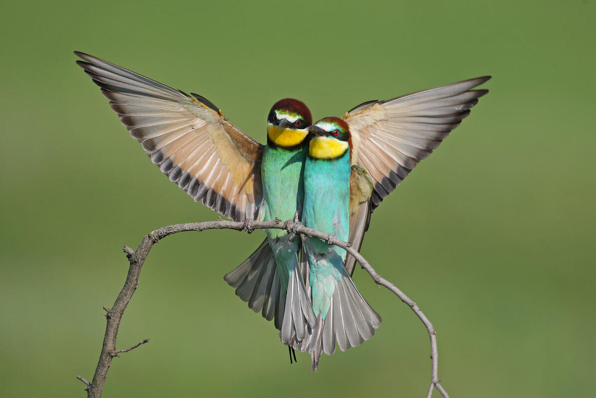 Bee-eater /Merops apiaster/
