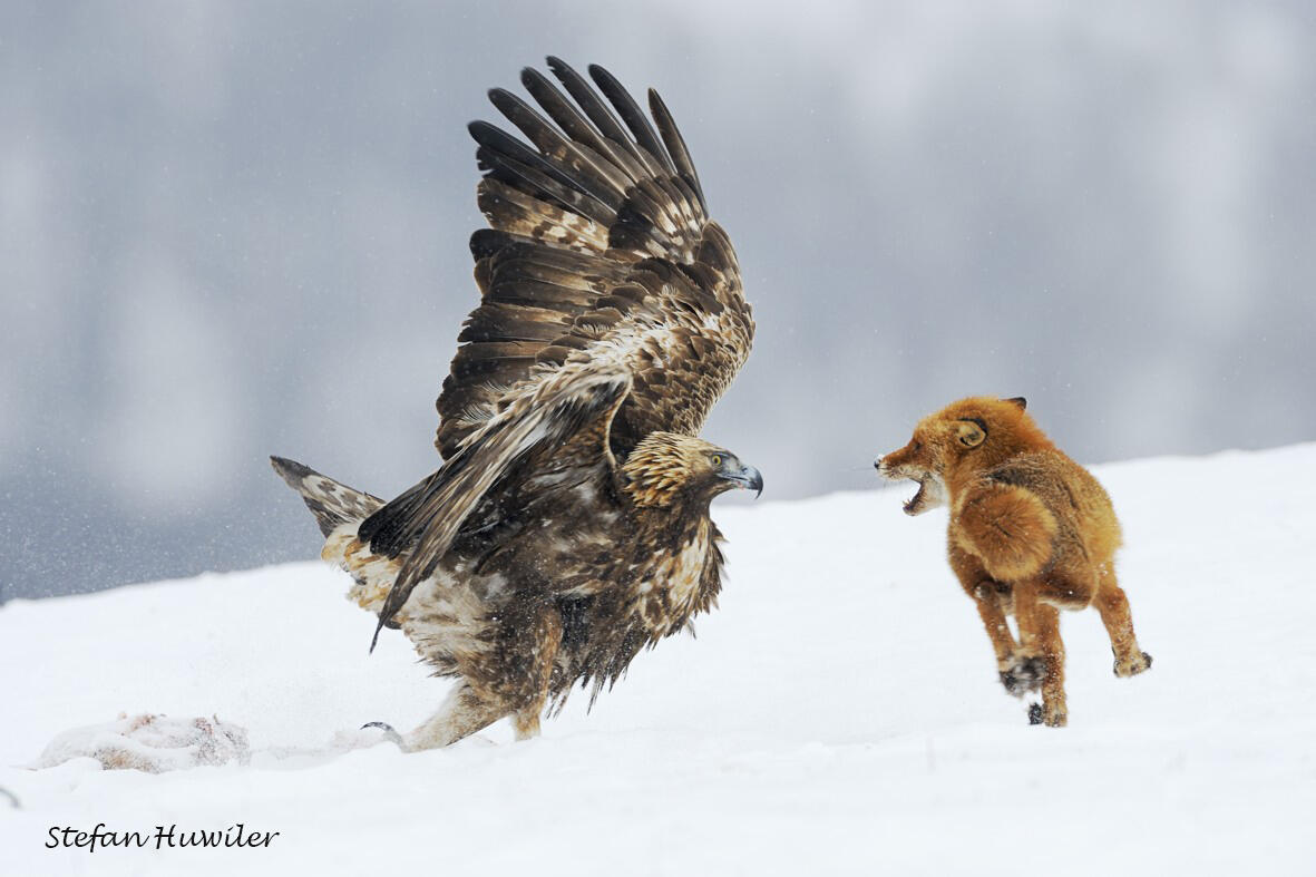 Stefan Huwiler, Golden eagle and Red Fox