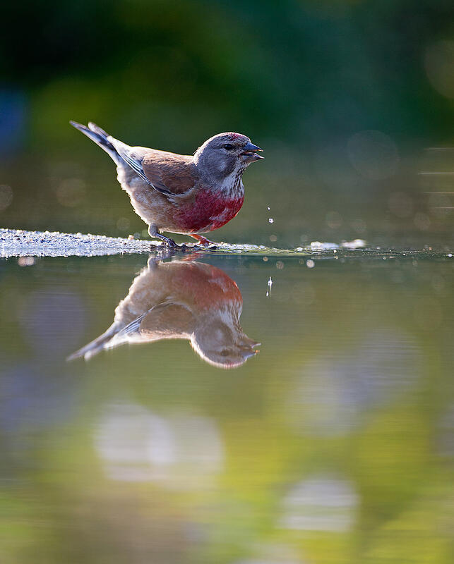  linnet (Linaria cannabina)