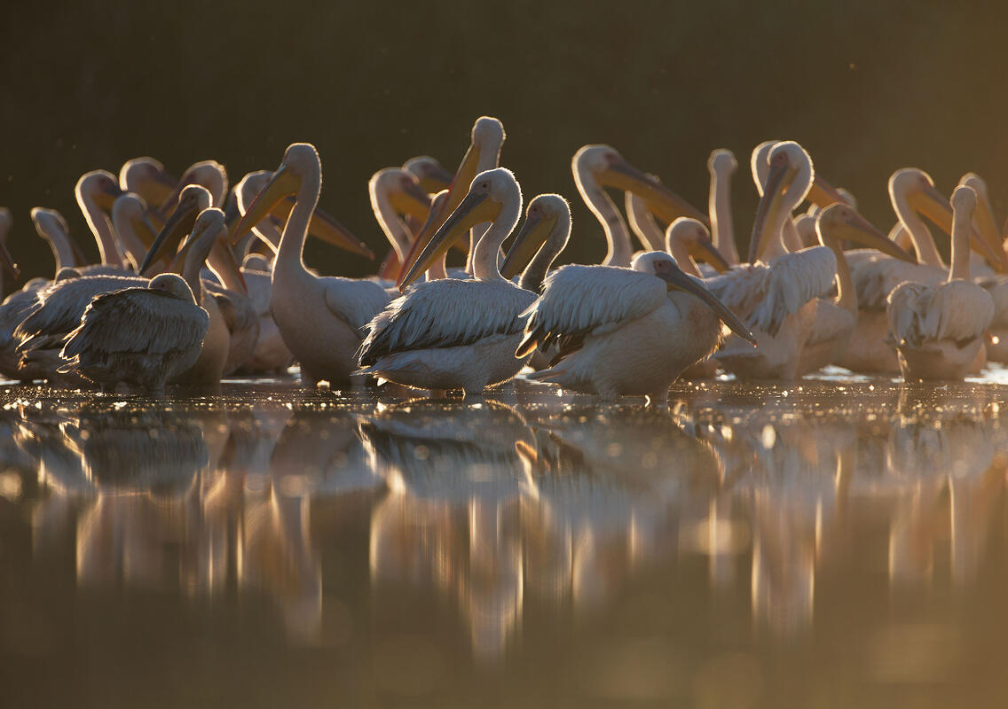 white pelicans