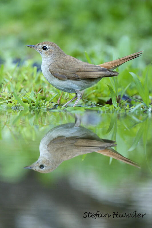 Stefan Huwiler, nightingale  /Luscinia megarhynchos/