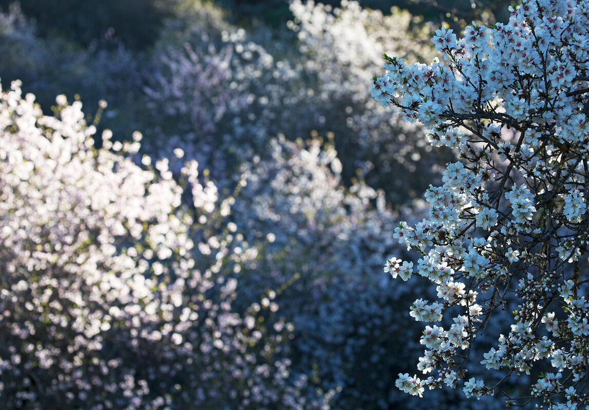 Gran Canaria, the almonds
