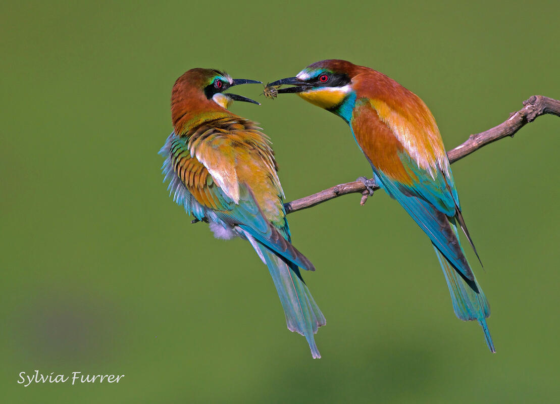 Sylvia Furrer, Bee-eater