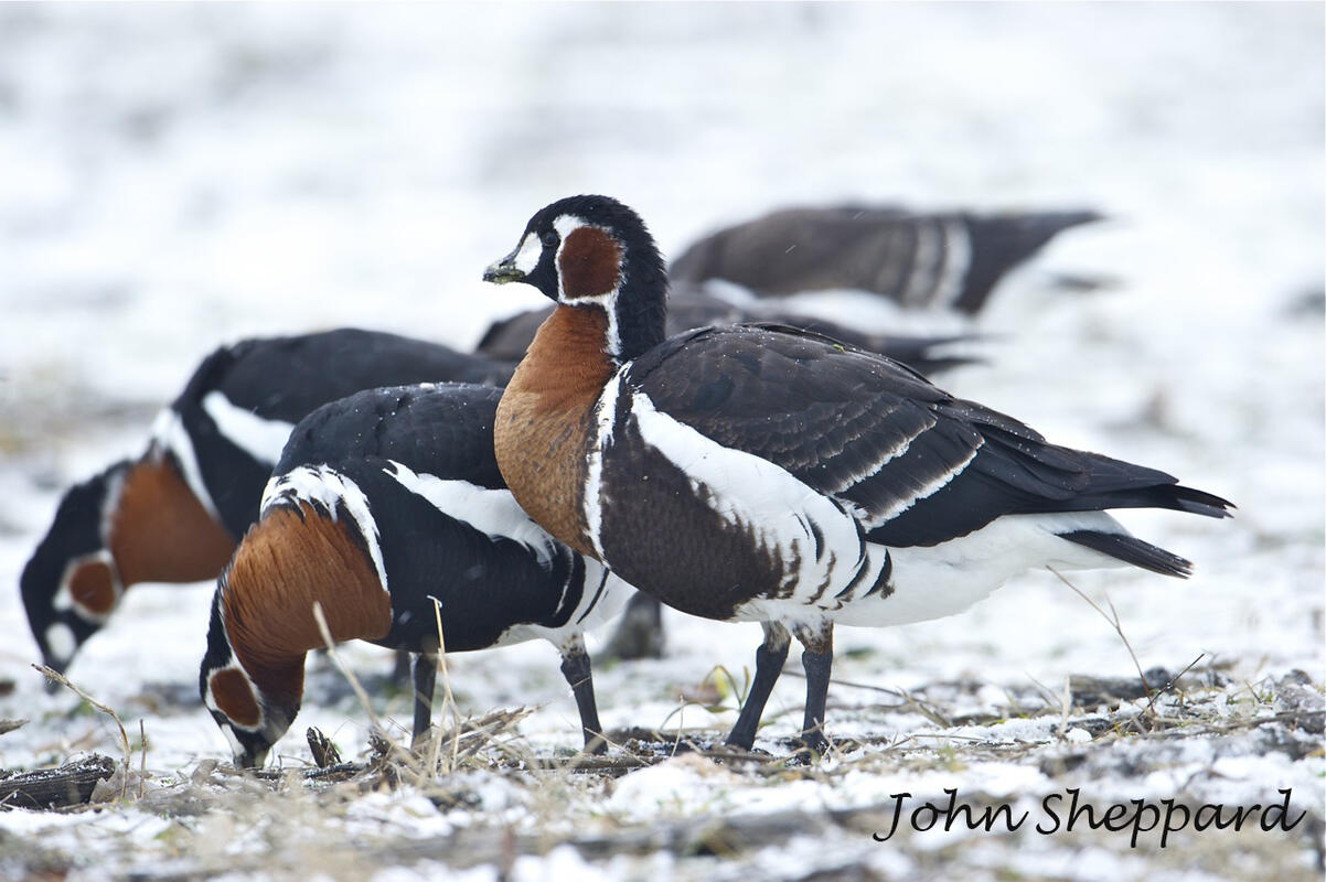 John Sheppard, Red-breasted Goose /Branta ruficollis/